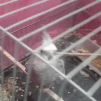 جفت عروس هلندی مولد|پرنده|شیراز, شهرک رضوان|دیوار