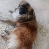 سگ پامر گرگی