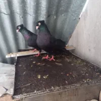 سیاه ابادانی|پرنده|خرمشهر, |دیوار