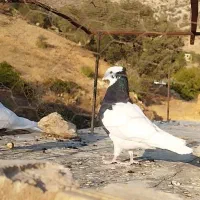 طوق سیاه ماده|پرنده|شیراز, گویم|دیوار