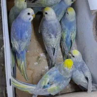 مرغ عشق رینبو با ماده پروانه ای|پرنده|زابل, |دیوار