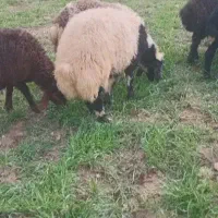 گوسفند کیج کاور چاق