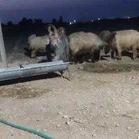 میش