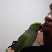 طوطی ملنگو جوجه بزرگ کرده