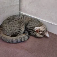 به سرپرست خانوم واگذار میکنم