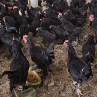 مرغ مشکی برای قضا بلا