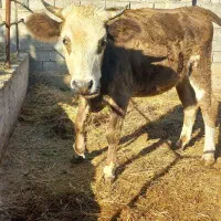 دو تا گاو نزاییده