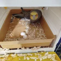 عروس هلندی سخنگو جفت.مولد