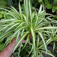 گل آپارتمانی با نازلترین قیمت