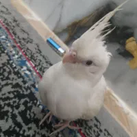 جوجه عروس هلندی آلبینو 37روزه|پرنده|خمین, |دیوار