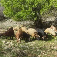 گوسفند و بز