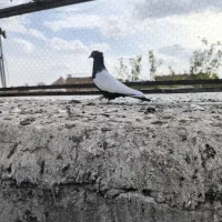 مخمل طوقی|پرنده|نجفآباد, یزدانشهر|دیوار