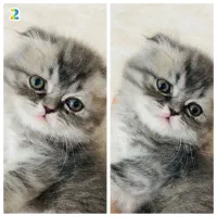 بچه گربه پرشین و اسکاتیش