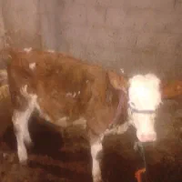 گوساله ماده