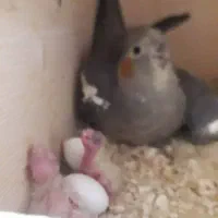 عروس هلندی|پرنده|شیراز, شهرک رضوان|دیوار