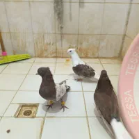 پنج عدد نر و یه ماده