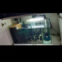 آکواریوم خاص و لاکچری با ماهی های دیسکس|ماهی|چهاردانگه (تهران), |دیوار