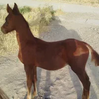 مادیان و کره|اسب و تجهیزات اسب‌سواری|محمدیه-قزوین, |دیوار