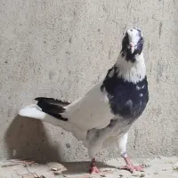 شاپر