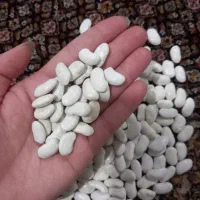 لوبیا سفید|عمده‌فروشی|اردبیل, |دیوار