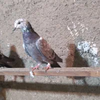 کفتر|پرنده|شاهدشهر, |دیوار
