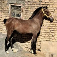 کُر اسب مادیان