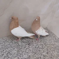 کبوترسینه زردجفتی ۳