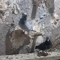 کفتر پلنگ|پرنده|راور, |دیوار