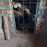 گوسفند|حیوانات مزرعه|بزینه رود, |دیوار