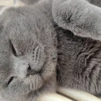 گربه بیریتیش اصیل|گربه|تهران, شمس‌آباد|دیوار