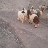 بره