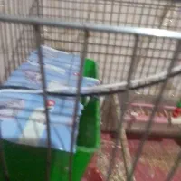 مرغ عشق با هوش و سر حال و وروجک