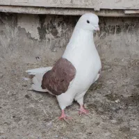 کفتر حسابی|پرنده|قم, ولیعصر|دیوار