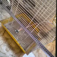قفس پرنده