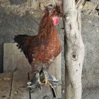 خروس