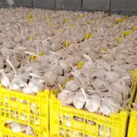 سیر درجه یک همدان|خوردنی و آشامیدنی|مشهد, باغستان|دیوار