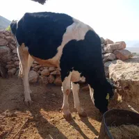 گاو