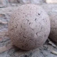 سنگ اسیاب اصل