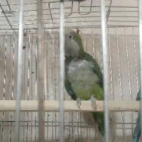 راهب آبی و سبز