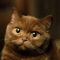 بریتیش چاکلت یکساله(رنگ خاص و کمیاب)