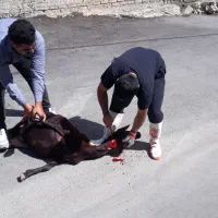 ذبح وسلاخی ویژه شب یلدا|خدمات پذیرایی، مراسم|دورود, |دیوار