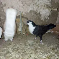 ۴تاکفترجوجه چپ کلاغ چپ ساده|پرنده|مشهد, شهید قربانی|دیوار