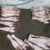 پاچه و سیراب