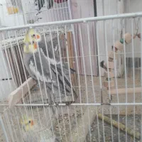 عروس هلندی و طوطی برزیلی