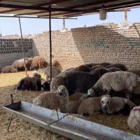 گوسفند زنده همراه با قصاب ارسال به سراسر مشهد