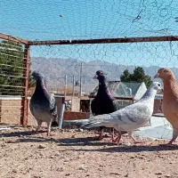 نرکفتر|پرنده|قائن, |دیوار