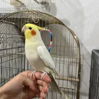 عروس هلندی