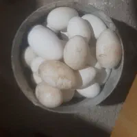 تخم بدون نطفه غاز