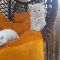 گربه پرشین