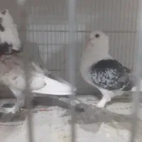 کبوتر ساتن.. پشت طاووسی